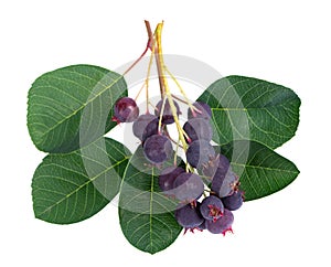 Saskatoon berries isolated on white background. Amelanchier, shadbush, juneberry, irga or sugarplum ripe berries.