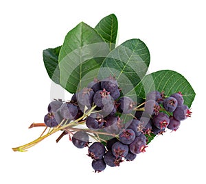 Saskatoon berries isolated on white background. Amelanchier, shadbush, juneberry, irga or sugarplum ripe berries.