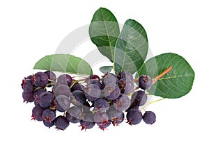 Saskatoon berries isolated on white background. Amelanchier, shadbush, juneberry, irga or sugarplum ripe berries.