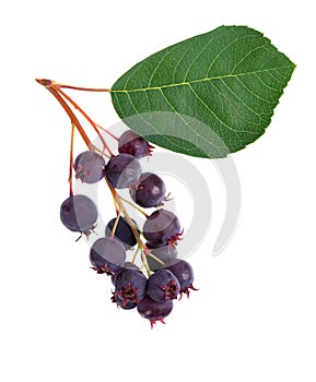 Saskatoon berries isolated on white background. Amelanchier, shadbush, juneberry, irga or sugarplum ripe berries.