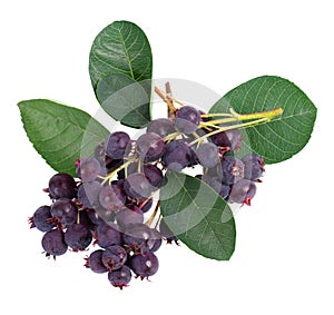 Saskatoon berries isolated on white background. Amelanchier, shadbush, juneberry, irga or sugarplum ripe berries.