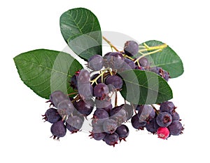 Saskatoon berries isolated on white background. Amelanchier, shadbush, juneberry, irga or sugarplum ripe berries.