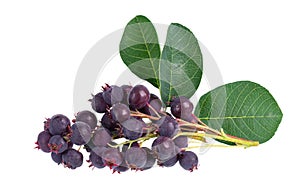 Saskatoon berries isolated on white background. Amelanchier, shadbush, juneberry, irga or sugarplum ripe berries.