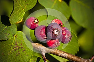 Saskatoon Berries ripening in Summer photo