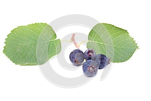 Saskatoon berries on a white