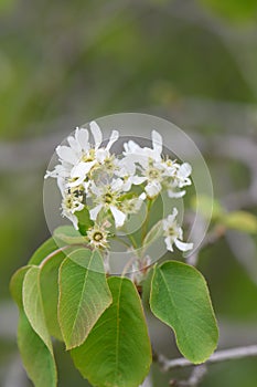 Saskatoon berry Amelanchier alnifolia var. semiintegrifolia, with white flowers