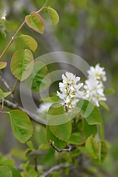 Saskatoon berry Amelanchier alnifolia var. semiintegrifolia, white flowers