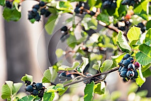 Saskatoon on branch with green leaves. Bunch of juneberry, serviceberry or shadbush grow in garden