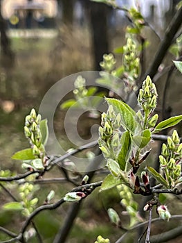 Saskatoon roundleaf growing in the wild with partially bloomed flowers, close-up in early spring