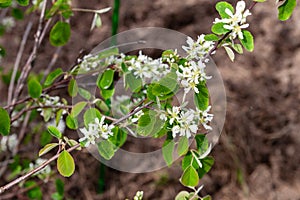 Saskatoon serviceberry flowers. Flowering branch of Amelanchier alnifolia, close-up