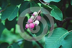 Saskatoon serviceberry fruit, Amelanchier alnifolia or shadberry ripening in the garden