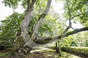 Sasmaka linden in Valdemarpils town - the thickest linden in Latvia and the Baltics