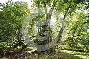 Sasmaka linden in Valdemarpils town - the thickest linden in Latvia and the Baltics