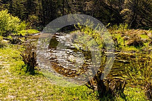 Saspowka creek in Saspowska Valley nature park in spring season within Jura Krakowsko-Czestochowska Jurassic upland in Poland