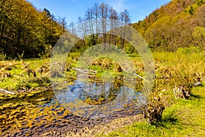 Saspowka creek in Saspowska Valley nature park in spring season within Jura Krakowsko-Czestochowska Jurassic upland in Poland