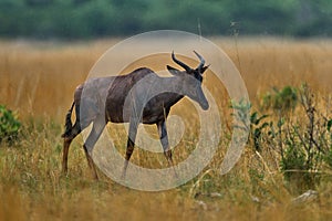 Sassaby, in green vegetation, Okavango delta, Botswana. Widlife scene from nature. Common tsessebe, Damaliscus lunatus, detail