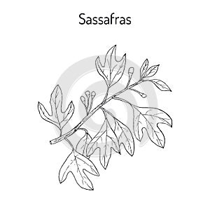 Sassafras albidum medicinal plant