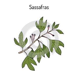 Sassafras albidum medicinal plant