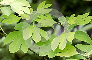 Sassafras leaves, Blue Ridge Mountains photo