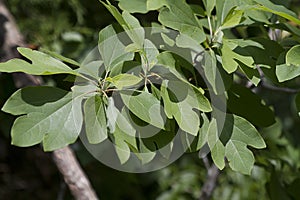 Sassafras albidum Tree Leaves photo