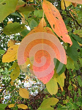 Sassafras leaf
