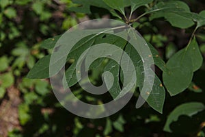 Sassafras Leaves