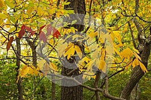 Sassafras Leaves in the Fall photo