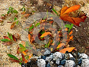 Sassafras Leaves with Rocks photo