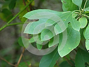 Sassafras Leaves on a Tree in a Local Forest Preserve photo