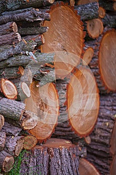 Sassafras Log Pile Vertical