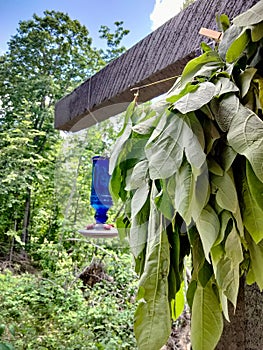 Sassafras out to dry