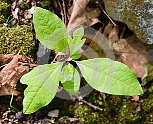 Sassafras plant on forest floor