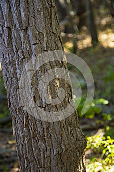 Sassafras Tree Bark