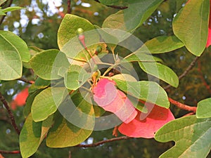 Sassafras tree leaves and berries detail