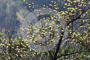 Blooming yellow flowers on sassafras tree photo