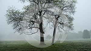 Sassafras trees in the fog in springtime