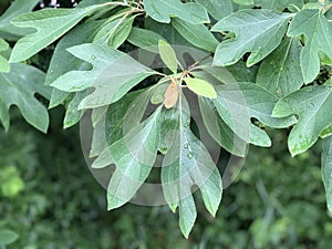 Tree Identification: Sassafras Tree Leaf photo