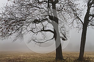 Sassafras trees in late autumn, bare branches in fog