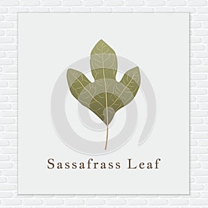 Sassafrass leaf. Vector illustration decorative design