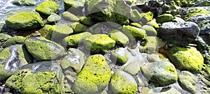 Sassi di pietra lavica ricoperti di alghe verde brillante photo
