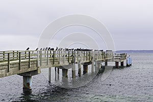 Sassnitz - the closed pier is an oasis of cormorants