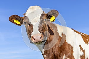 Sassy cow portrait, a cute and young face and pink nose and funny expression, medium shot, red and white in front of a blue sky