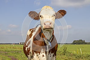 Sassy cow portrait, a cute and young red fleckvieh, with white face and pink nose, medium shot and blue sky