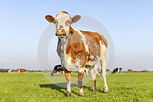 Sassy cow standing full length in front view and copy space, happy cows in background, green grass in a field and a blue sky