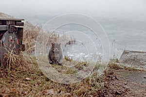 Sat tubby cat sitting on the bank of frozen lake