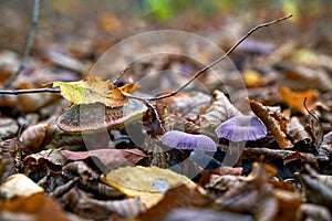 Satan's bolete or rubroboletus satanas mushroom growing next to a couple of amethyst deceiver or laccaria amethystina in