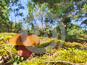 Satanic devils mushroom grow in forest