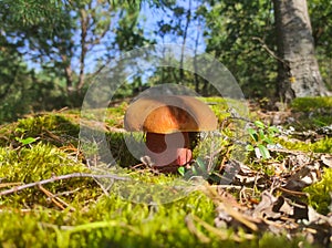Satanic devils mushroom grow in moss