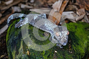 Satanic giant leaf-tailed gecko - Uroplatus fimbriatus - resting on moss covered rock, closeup detail