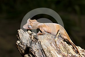 Satanic leaf-tailed gecko, marozevo